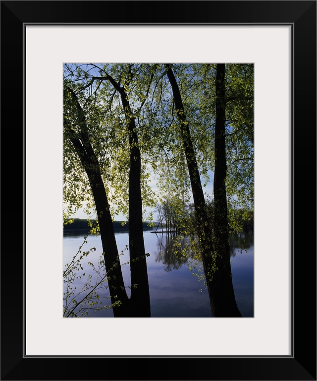 A vertical photograph of two V shaped tree trunks growing alongside the still river waters on a sunny day.