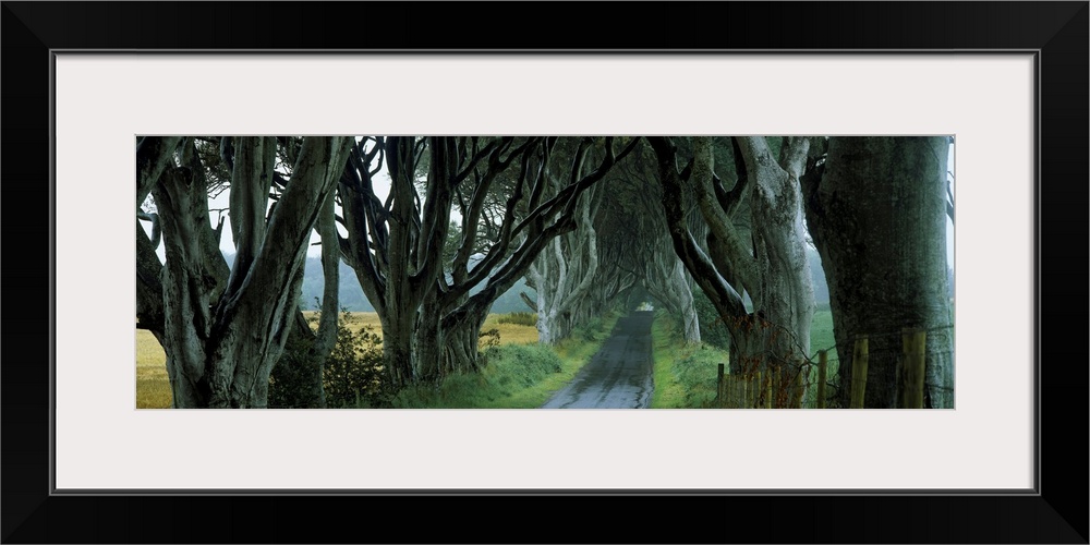 Road at the Dark Hedges, Armoy, County Antrim, Northern Ireland