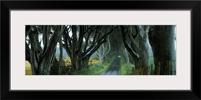 Road at the Dark Hedges, Armoy, County Antrim, Northern Ireland