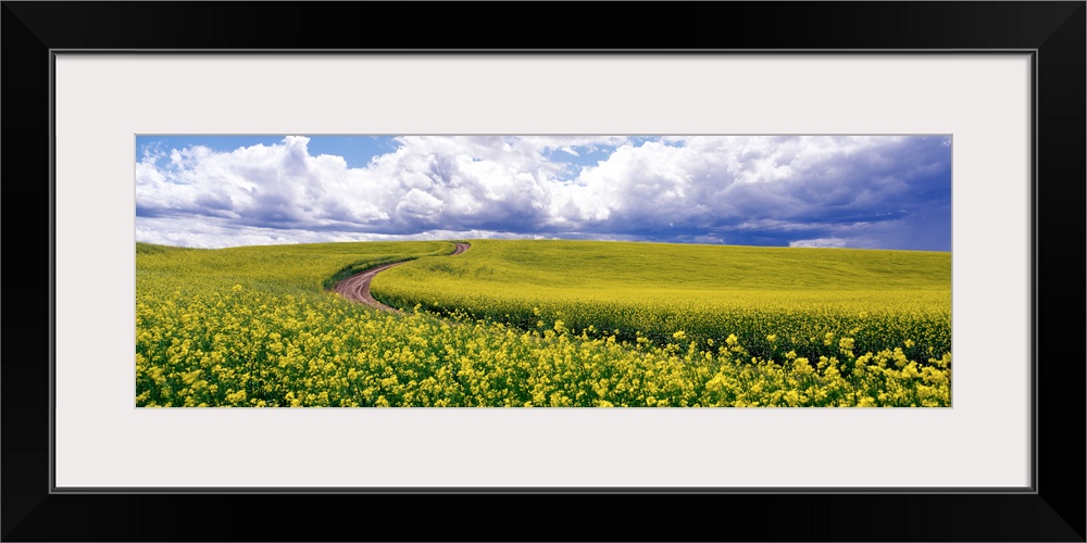 Road Canola Field WA