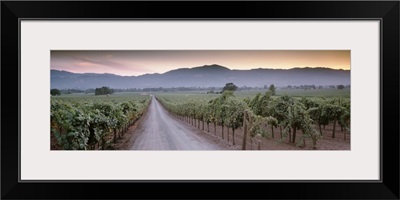 Road in a vineyard, Napa Valley, California