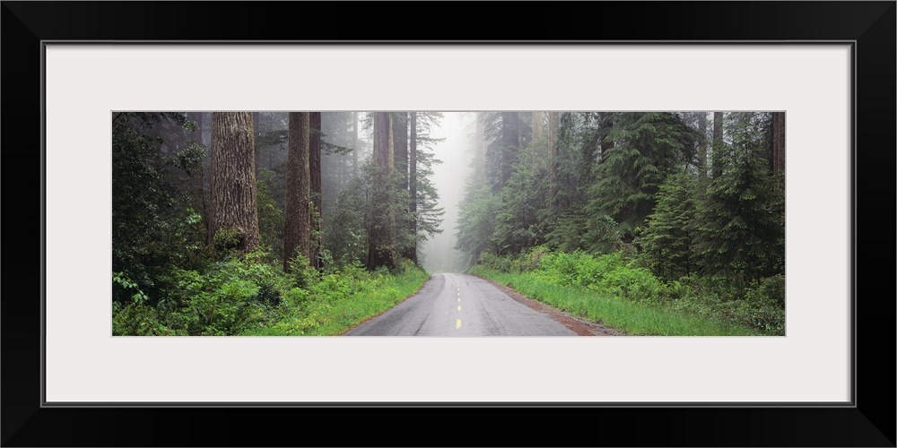 Road Lady Bird Grove Redwood National Park CA