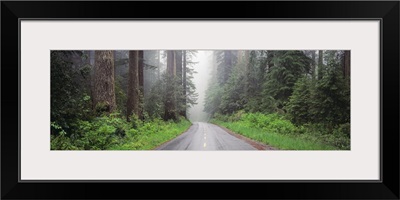 Road Lady Bird Grove Redwood National Park CA