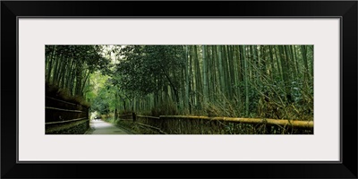 Road passing through a bamboo forest, Arashiyama, Kyoto Prefecture, Kinki Region, Honshu, Japan