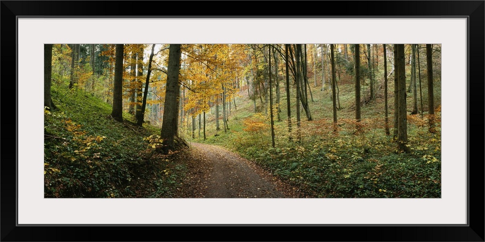 Panoramic photograph of path winding through autumn colored forest.