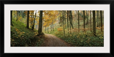 Road passing through a forest, Baden-Wurttemberg, Germany