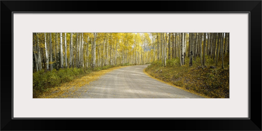 Gravel road cutting through birch trees in the fall.