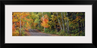 Road passing through a forest, Keweenaw County, Keweenaw Peninsula, Michigan