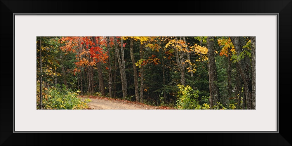 Decorative artwork for the home or office of a thick forest with a dirt road cutting through it.