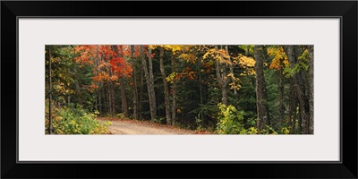 Road passing through a forest, Keweenaw County, Keweenaw Peninsula, Michigan