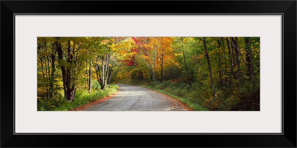 Road passing through a forest, Lamoille County, Vermont,