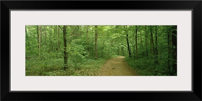 Road passing through a forest, Lost Valley State Park, Ozark National Forest, Ozark Mountains, Arkansas