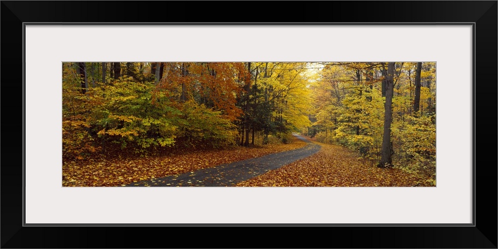 Panoramic photograph on a large canvas of a winding path leading through a forest of fall foliage at Chestnut Ridge County...