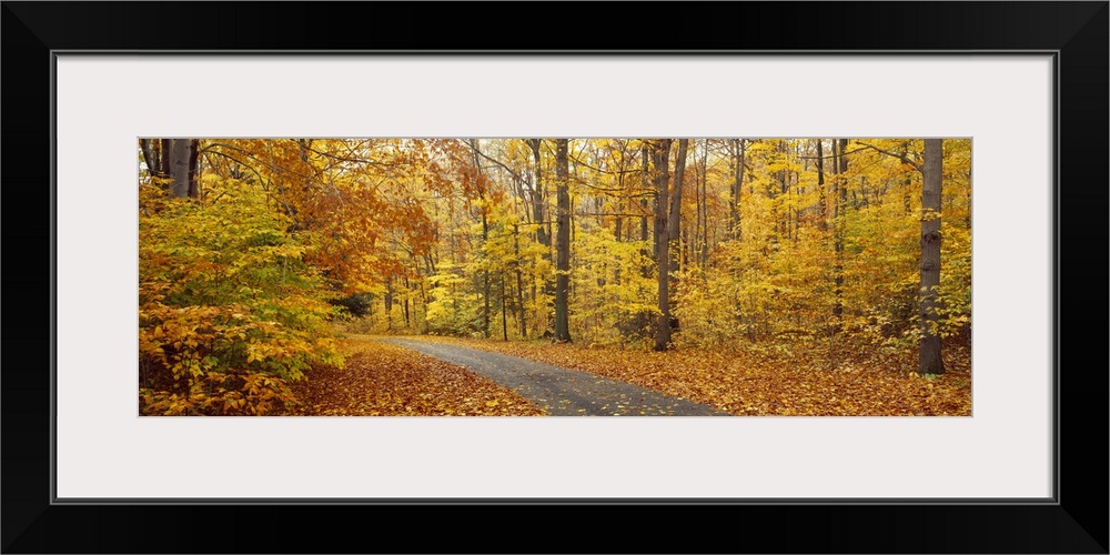 A paved path cuts through a thick forest whose trees have turned colors for the fall season. Leaves have fallen to the gro...