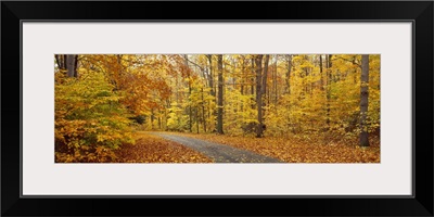 Road passing through autumn forest, Chestnut Ridge County Park, Orchard Park, Erie County, New York State,