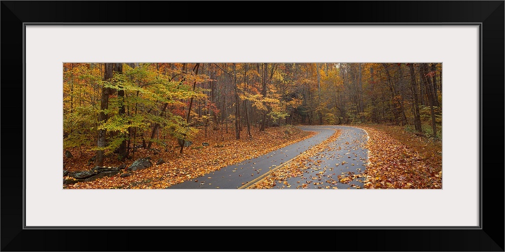 Road passing through autumn forest, Great Smoky Mountains National Park, Cherokee, North Carolina,