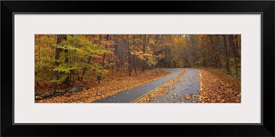 Road passing through autumn forest, Great Smoky Mountains National Park, Cherokee, North Carolina,