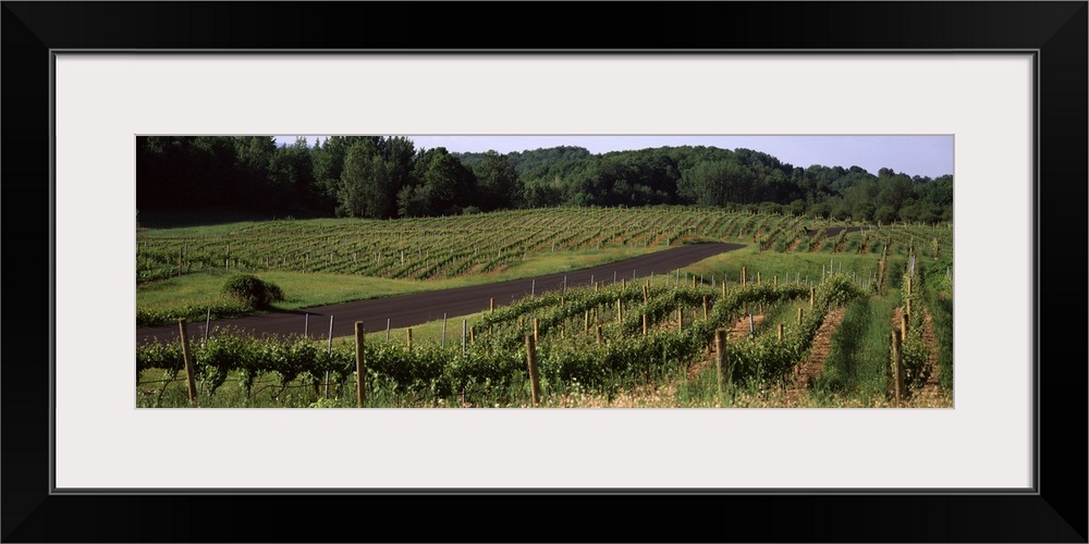 Road passing through vineyards, near Traverse City, Grand Traverse County, Michigan,