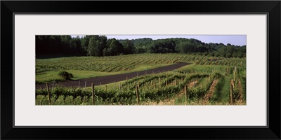 Road passing through vineyards, near Traverse City, Grand Traverse County, Michigan,