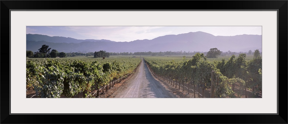 Road through a vineyard, Napa Valley, California