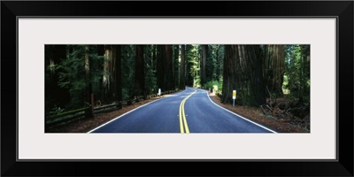 Road winding through redwood forest, Highway 101 , California