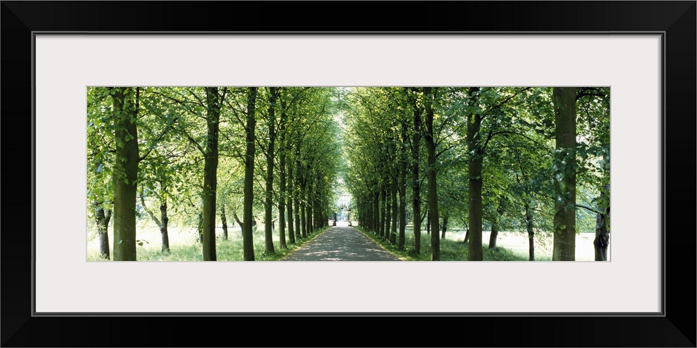 Road With Trees Cambridge England