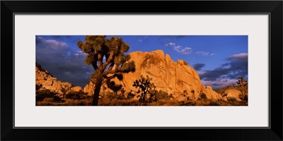 Rock formations on a landscape, Joshua Tree National Park, California