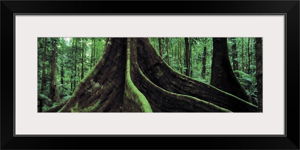 Roots of a giant tree, Daintree National Park, Queensland, Australia