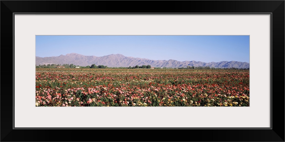 Rose Field White Tank Mountains Waddell AZ