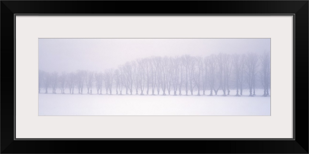 Long pamoramic image of a row of bare branch trees in the middle of a snowy field.