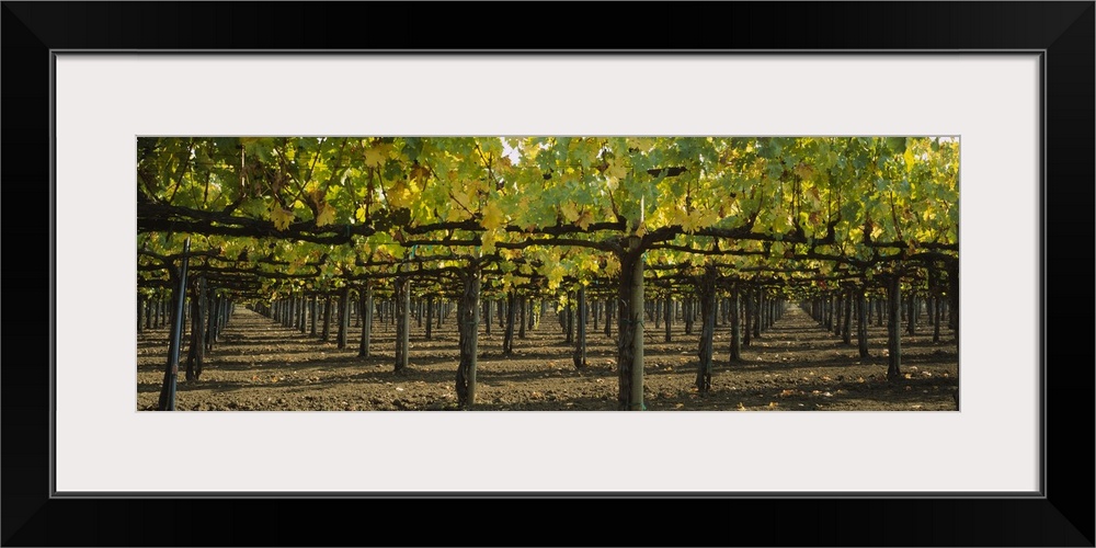 Row of vines in a vineyard, Napa Valley, California