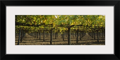 Row of vines in a vineyard, Napa Valley, California