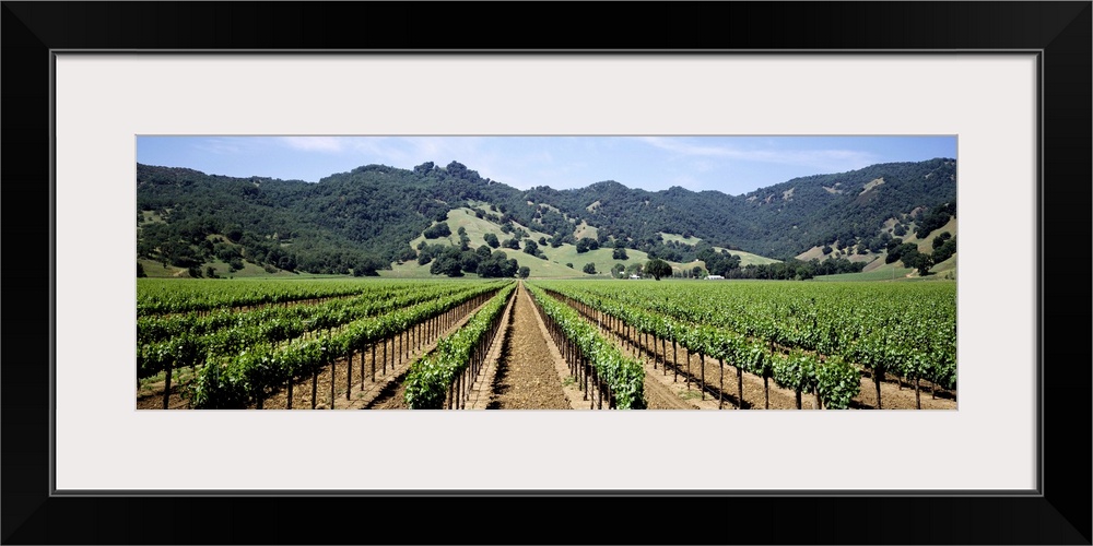 Rows of vine in a vineyard, Hopland, California