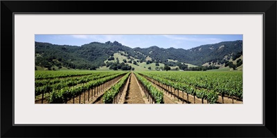 Rows of vine in a vineyard, Hopland, California