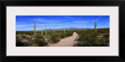 Rugged road in Sonoran Desert Arizona