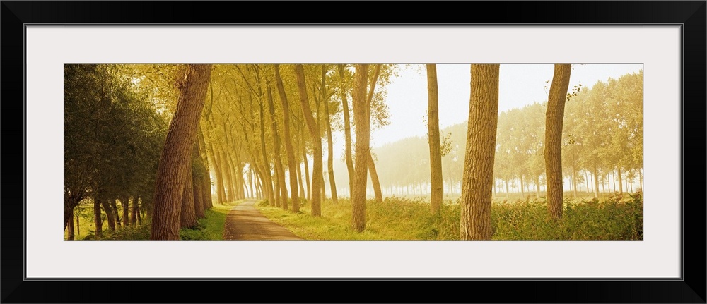 Rural Tree Lined Road Belgium