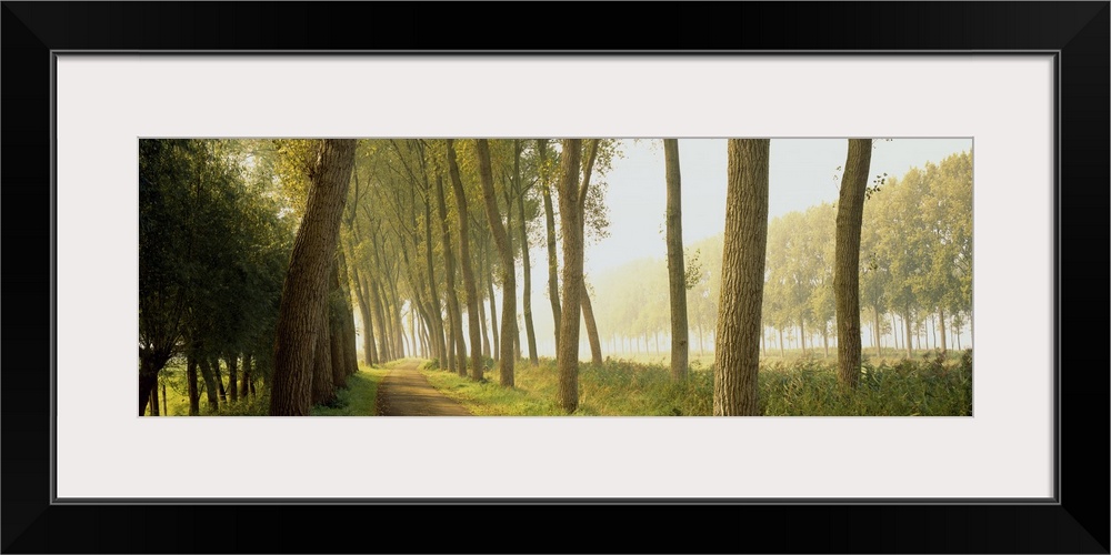 Rural Tree Lined Road Belgium