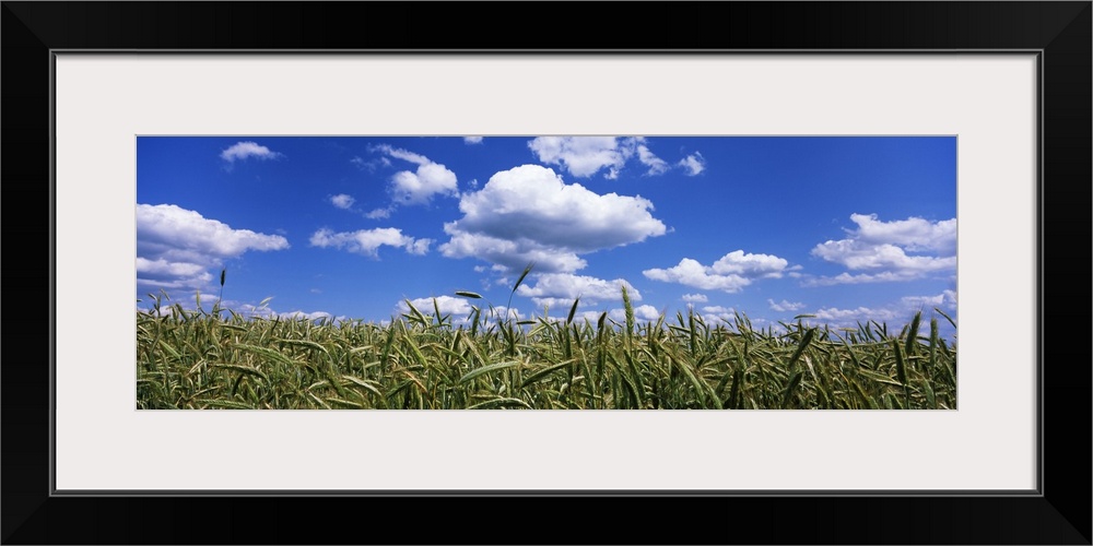 Rye field, Baden-Wurttemberg, Germany