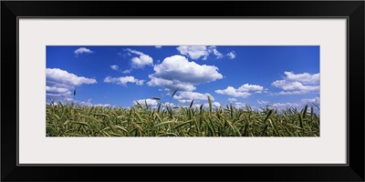 Rye field, Baden-Wurttemberg, Germany