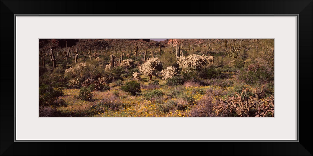 Saguaro cacti Carnegiea gigantea on a landscape Organ Pipe Cactus National Monument Arizona