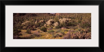 Saguaro cacti Carnegiea gigantea on a landscape Organ Pipe Cactus National Monument Arizona