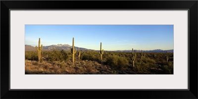 Saguaro cacti in a desert, Four Peaks, Phoenix, Maricopa County, Arizona