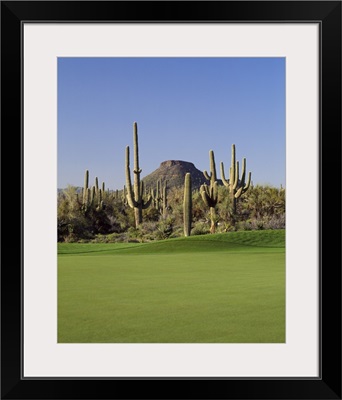 Saguaro cacti in a golf course, Troon North Golf Club, Scottsdale, Maricopa County, Arizona