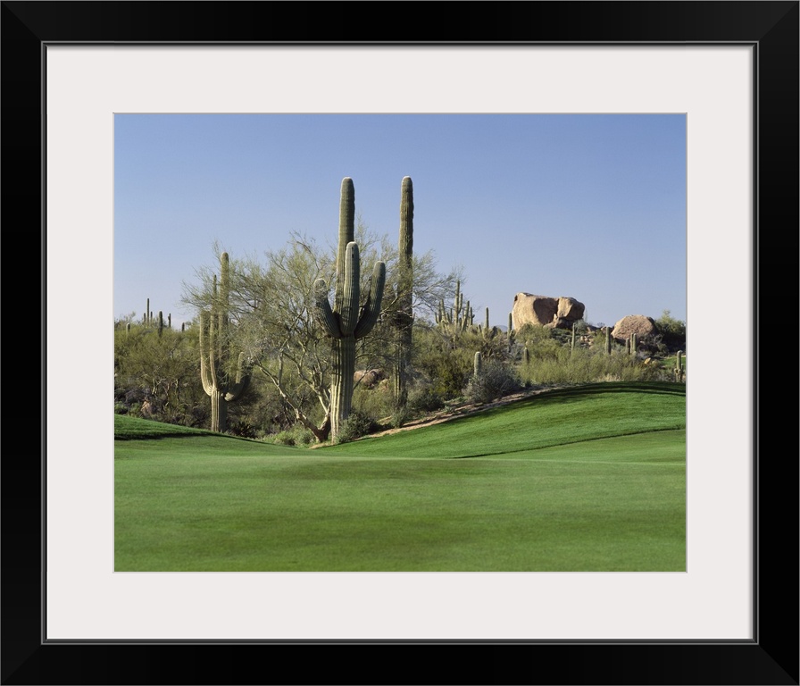 Group of cactuses decorating the edge of a well-manicured lawn on a golf course, with big rocks in the background.