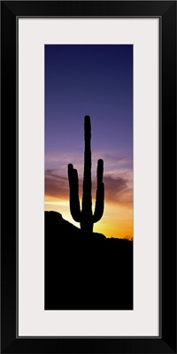 Saguaro Cactus and Sunset Saguaro National Park Arizona