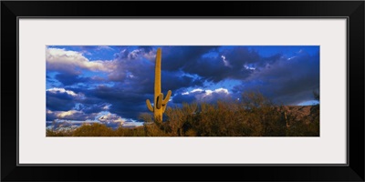 Saguaro Cactus at Sunset AZ