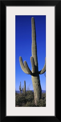 Saguaro Cactus AZ