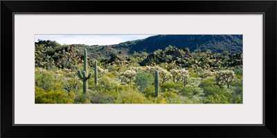 Saguaro cactus (Carnegiea gigantea) in a field, Sonoran Desert, Arizona