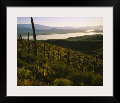 Saguaro cactus (Carnegiea gigantea) in a field, Sonoran Desert, Lake Roosevelt, Maricopa County, Arizona