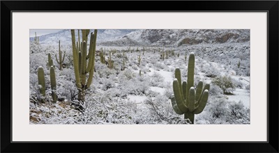 Saguaro Cactus in a desert after snowstorm, Tucson, Arizona